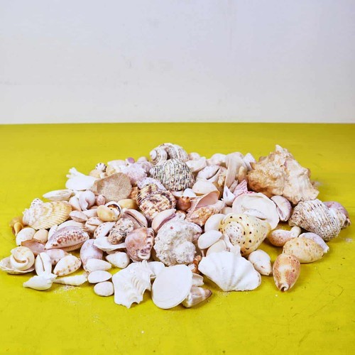 Collezione conchiglie - collezione, di