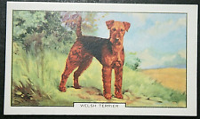 WELSH TERRIER   Vintage 1938