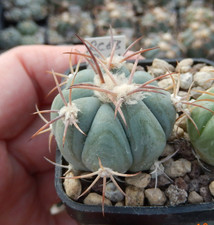 Echinocactus horizonthalonius