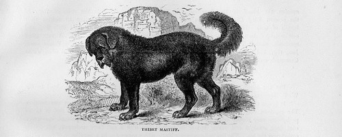 Stampa antica cane mastino - stampa,