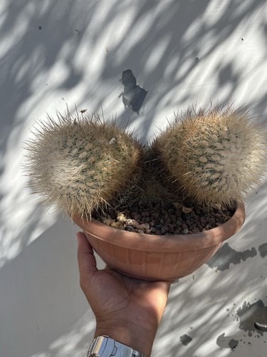 Thelocactus macdowellii wild - macdowellii, /