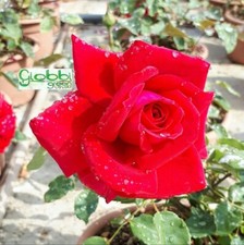 Rosa Grandi Fiori "BOTERO"