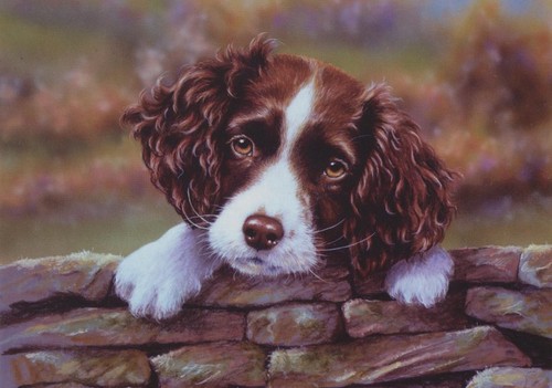 Springer spaniel cucciolo cane - springer,