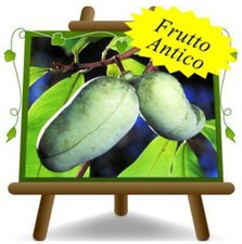 Asimina triloba sunflower - asimina,