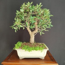 BONSAI  DI QUERCIA DA SUGHERO