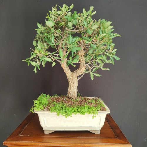 Bonsai quercia da sughero - quercia,