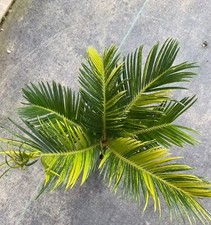 Cycas revoluta Thunb giardino