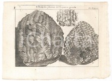 1767 (?) LO SPETTACOLO DELLA