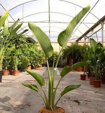 Strelitzia augusta | Uccellino bianco del paradiso | Uccellino gigante del paradiso - Bir bianco