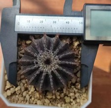 5 cm Uebelmannia variegato