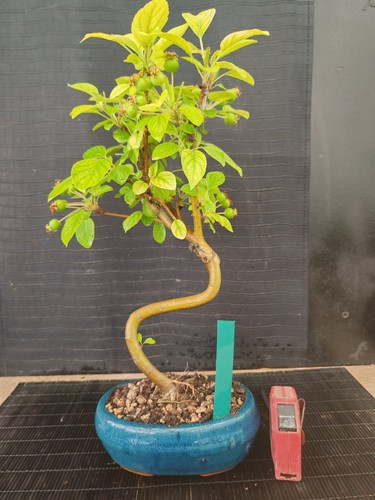 Bonsai melo h 39 cm - ,