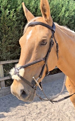 Grackle bridle figure per - bridle,