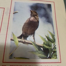 FIGURINA N. 200 ANIMALI ED