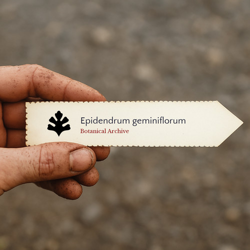 Epidendrum geminiflorum seeds - epidendrum,