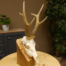 Corna Di Capriolo Peso