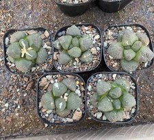 5pcs Rare Cacti Ariocarpus fis
