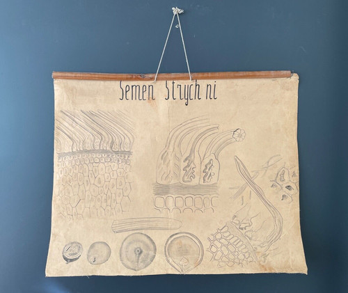 Poster botanico vintage anni