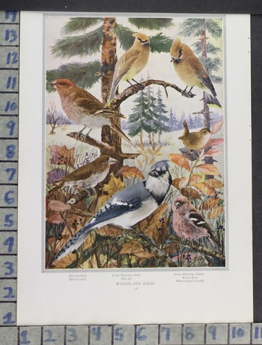 1919 jay waxwing wren - waxwing,