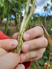 Teosinte - Mais Antico - Mais