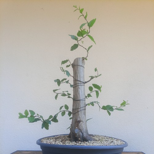 Bonsai xxl carpino bianco - xxl,