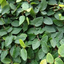 1 PIANTA DI FICUS GREEN SUNNY