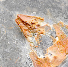 Fossil fish – Coccodus insignis – Lebanon – Upper Cretaceous pycnodont