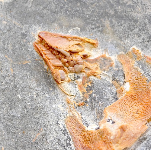 Fossil fish coccodus - fossil,