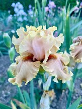 Iris TB,  'Tropical Breeze'