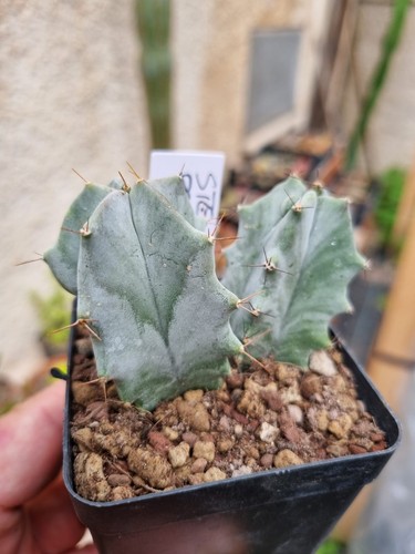 Stenocereus pruinosus cactus - stenocereus,