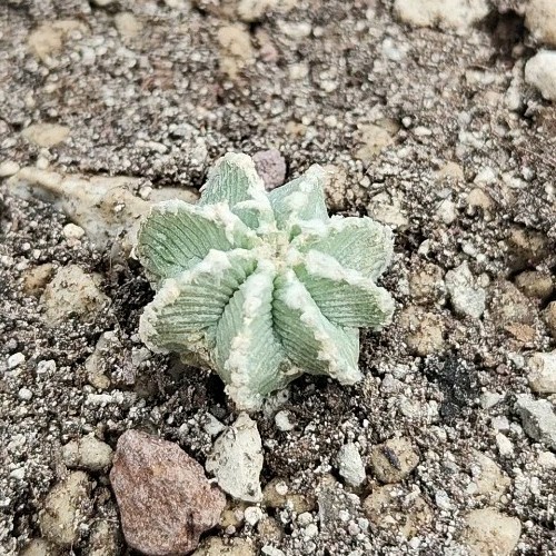 Aztekium hintonii minor gcg - f.,