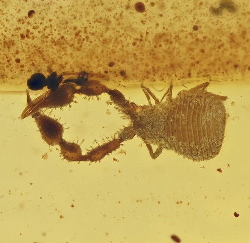 Pseudoscorpiones