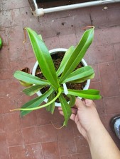 nepenthes ventricosa