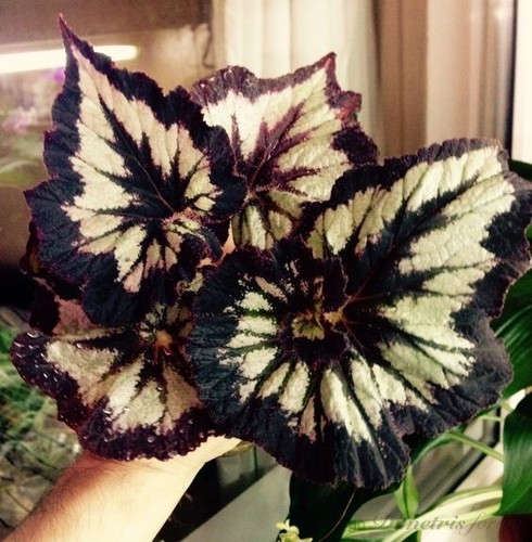 1852wt begonia escargot rex - pp,