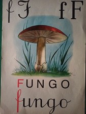  Tavola 🍄  F   di FUNGO
