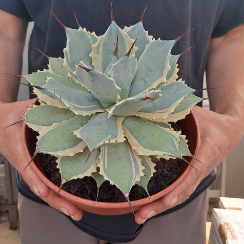 Agave potatorum eye - agave,