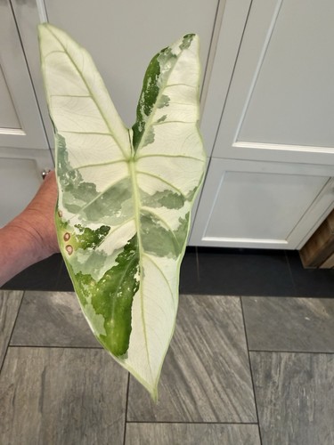 Alocasia longiloba mint corm - longiloba,