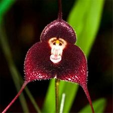 10 semi di ORCHIDEA A FORMA DI SCIMMIA ROSSA