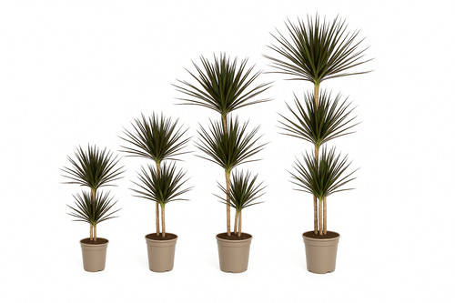 Cuore esotico dracaena - cuore,