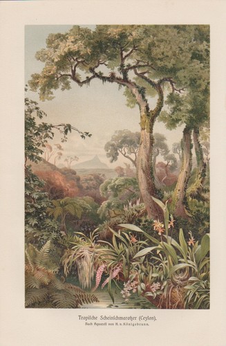 Falti parassiti dendrobium - parassiti,