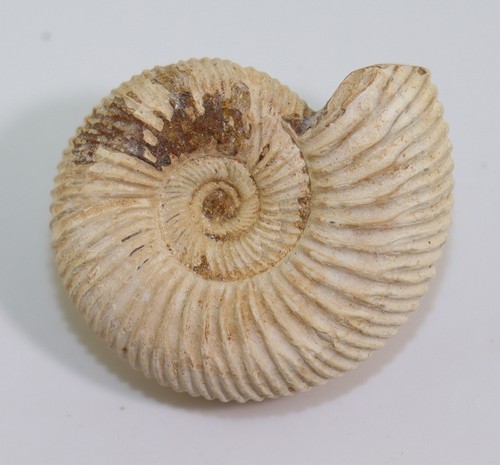 Ammonite divisosphinctes - ammonite,,