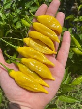 10 semi di peperoncino Aji