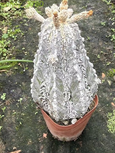 Pianta succulenta astrophytum - pianta,