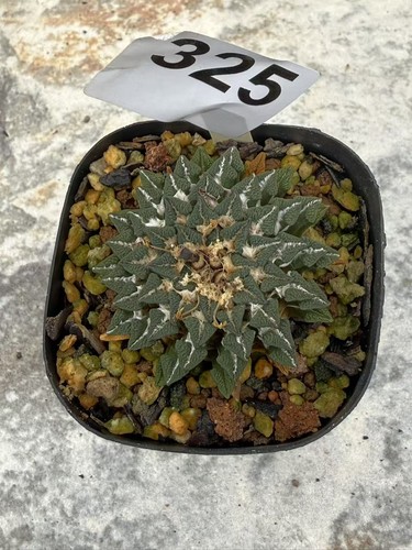 Ariocarpus kotschoubeyanus