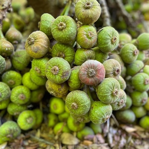 Semi ficus auriculata - semi,