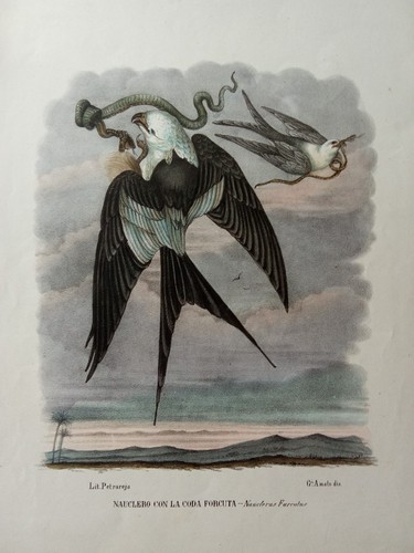 Stampa antica 1850 nauclero - stampa,