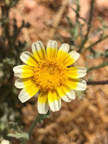 Glebionis coronaria - glebionis,