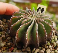 Rare cacti succulentliving - rare,