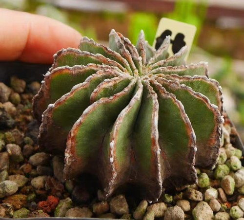 Vendita rara pianta cactus - vendita, di