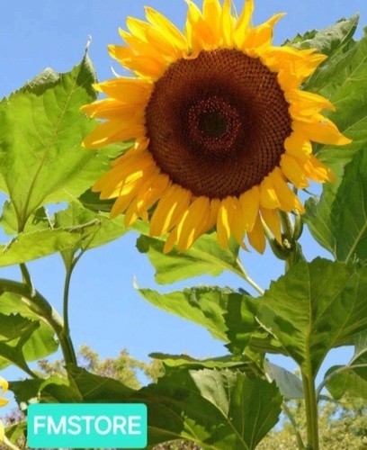 Girasole gigante sunflower - -,