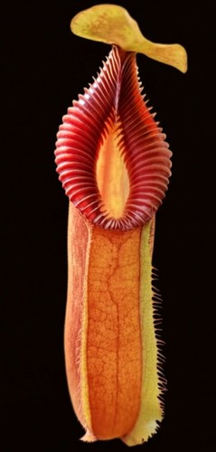 Nepenthes hamata harryana - hamata,